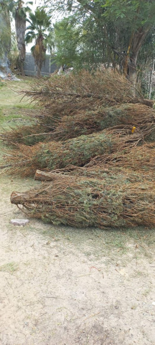 Reciben primeros pinos navideños en centro de acopio