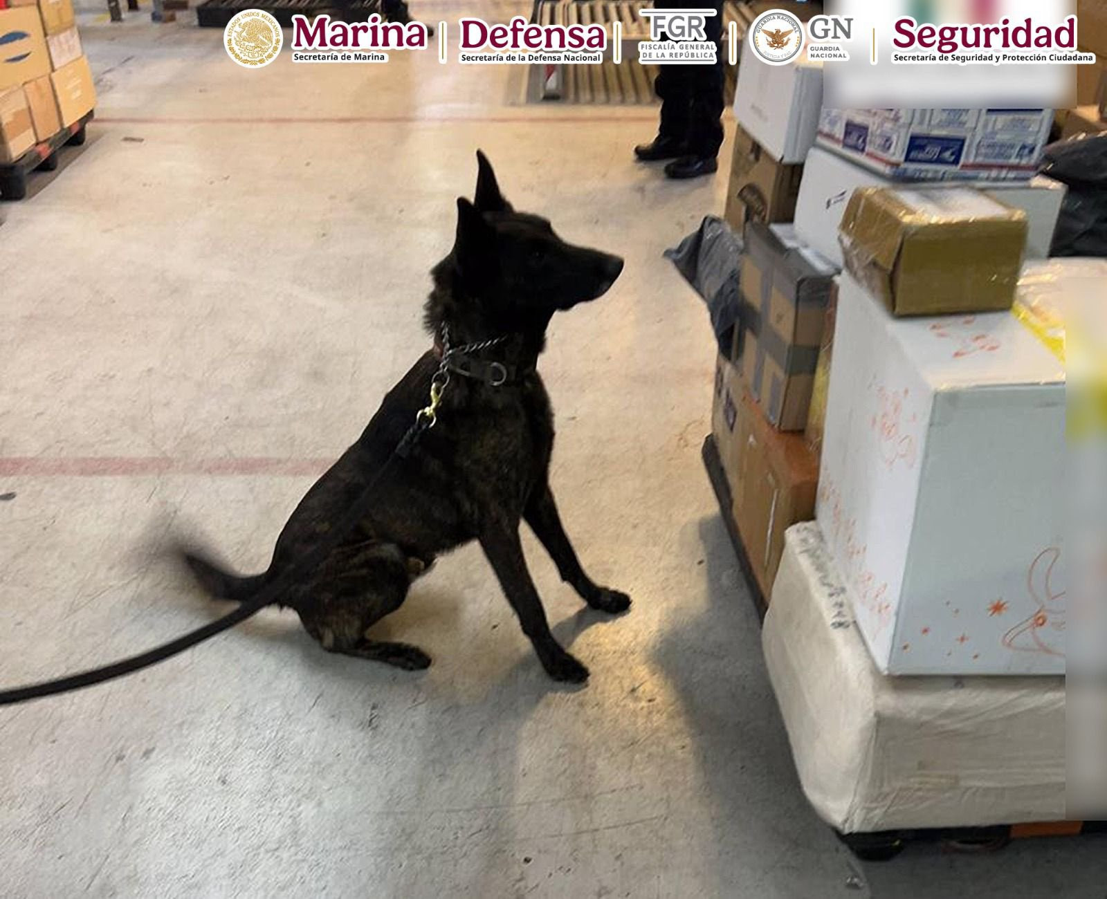 Aseguran kilo de fentanilo en el AICM valuado en 20 mdd