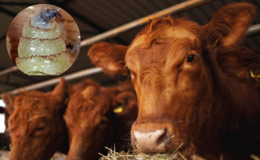 Aumentan casos de gusano barrenador en Tamaulipas; autoridades confirman 12 casos