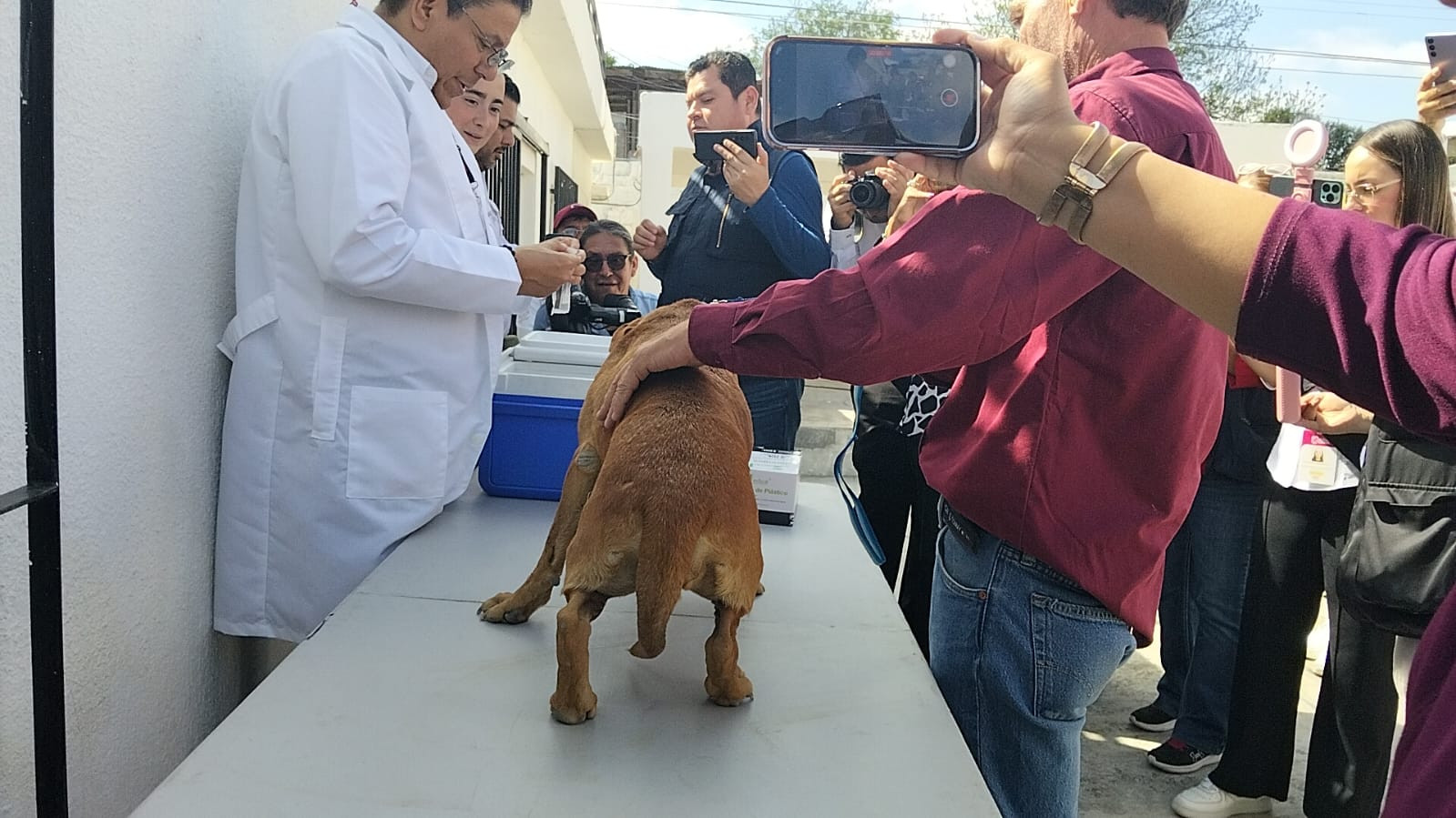 Arranca jornada para vacunar contra la rabia