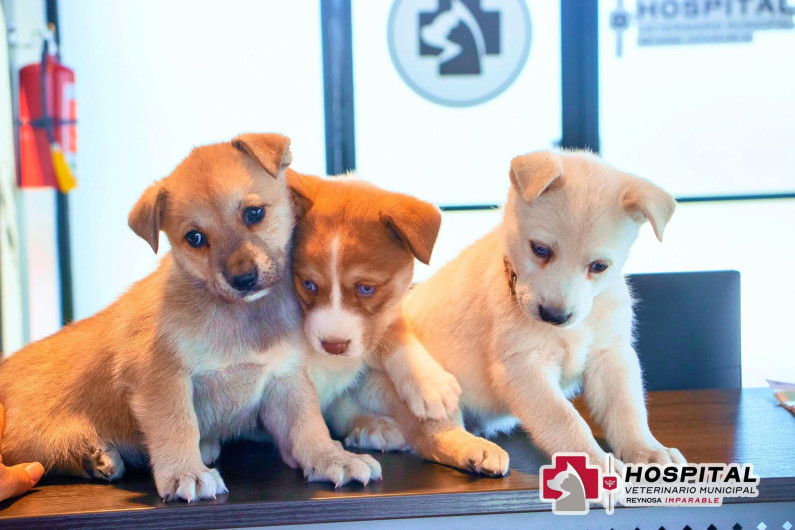 Celebra el Día de los Cachorros con los servicios del Hospital Veterinario de Reynosa