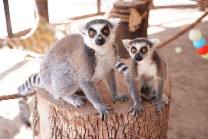 Gobierno Municipal invita a disfrutar Semana Santa en el Zoologico y Acuario de Nuevo Laredo