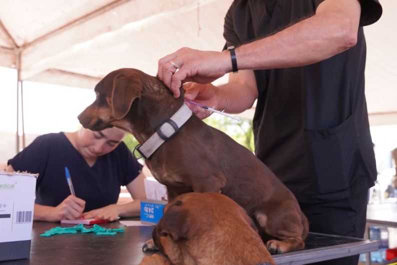 Todo listo para la jornada gratuita de vacunación y desparasitación para mascotas; invitan a las familias a participar