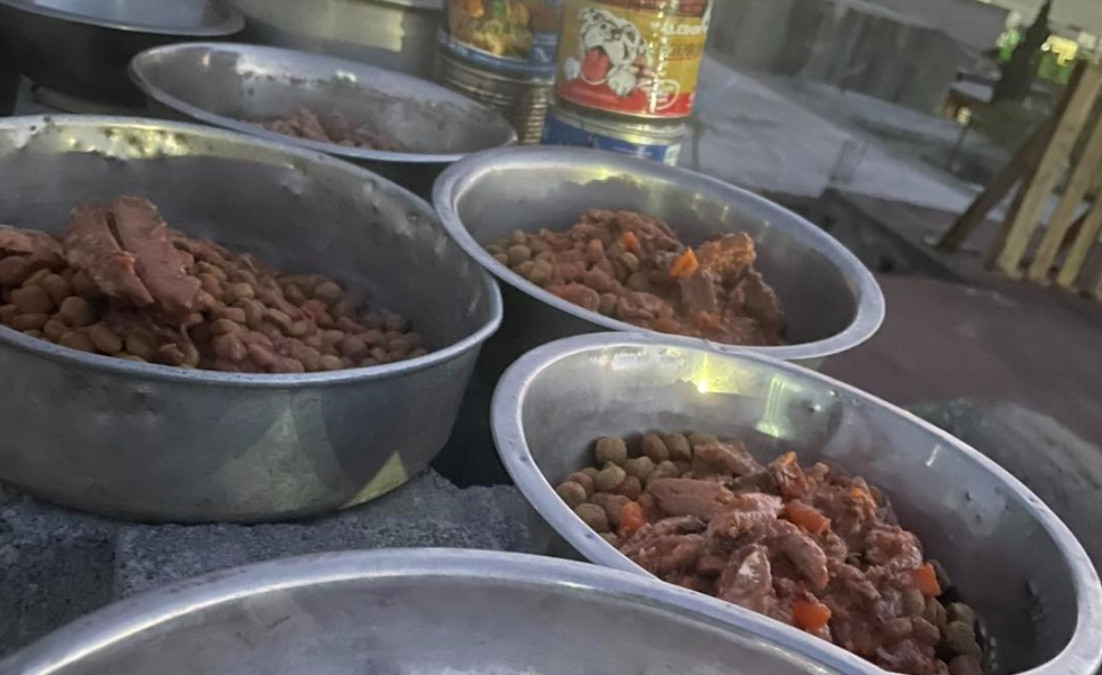 Donan comida envenenada a refugio de animales: van 4 gatos y 4 perros muertos