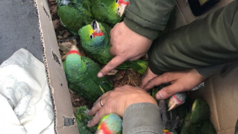 Interpol reporta tráfico de 30 mil animales salvajes