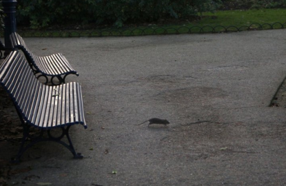Gastará París 1.6 mdd contra plaga de ratas