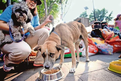 Busca Hacienda eliminar IVA en alimento para mascotas