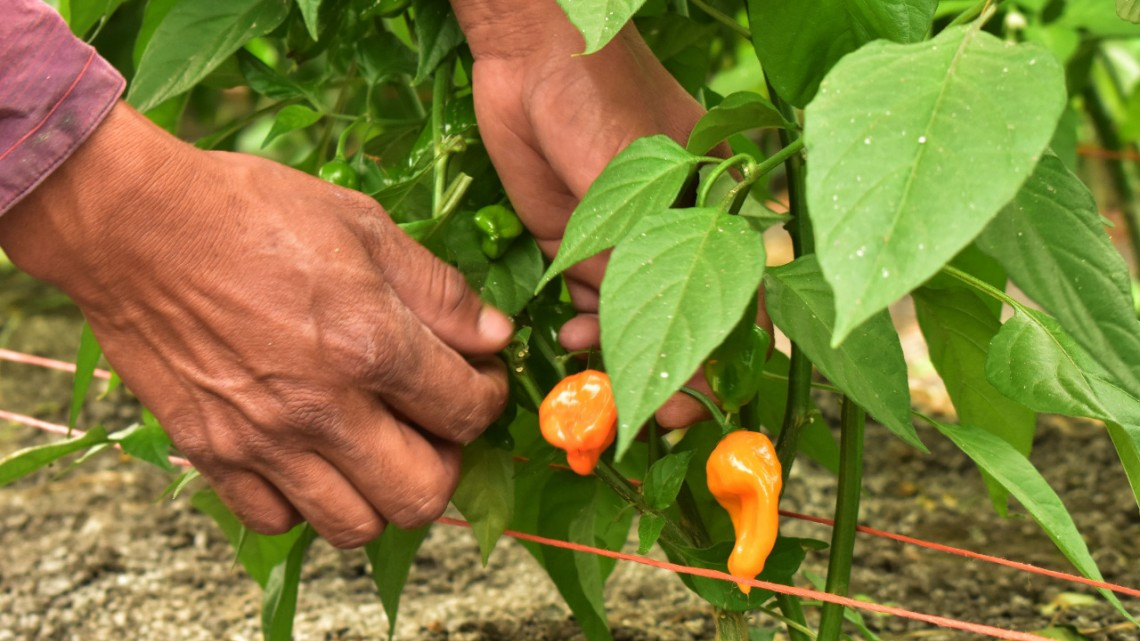Retornan de Canadá, agricultores beneficiarios del programa PTAT