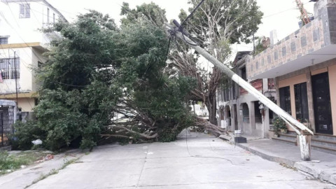 4 árboles caídos y 4 colonias sin luz, dejo el norte este lunes 