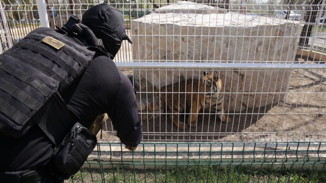 Descubren maltrato animal y probables sustancias en zoológico