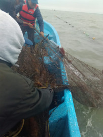 Combate Gobierno de Tamaulipas pesca irregular