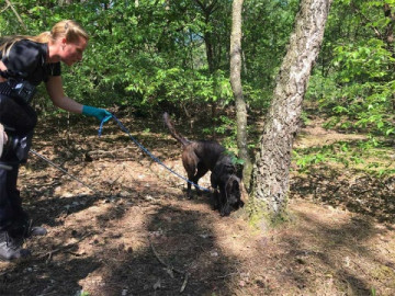 Entrenan a perros para detectar esperma de violadores