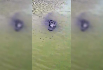 Registran posible avistamiento de cocodrilo en el Río Bravo