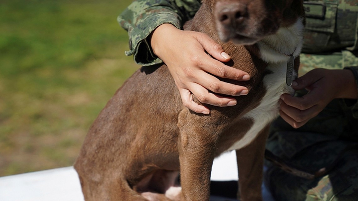 Perritos de refugio en Santa Lucía trabajarán para detectar drogas y COVID-19