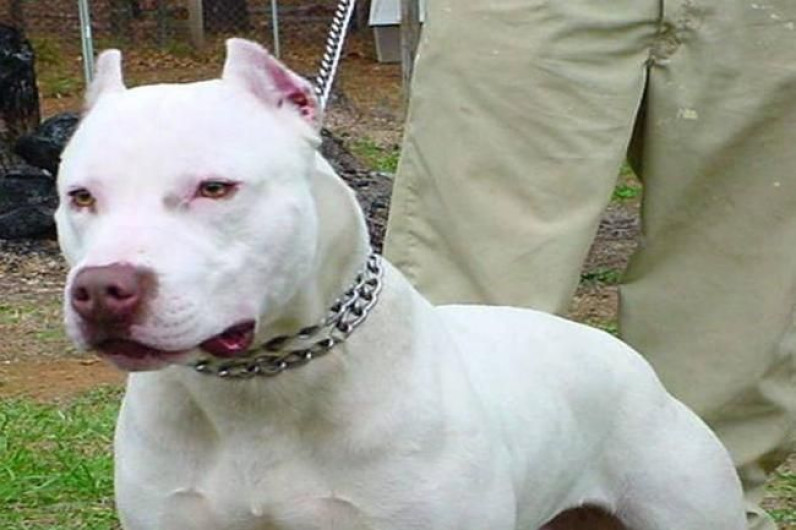 Pitbull mata a menor de dos años