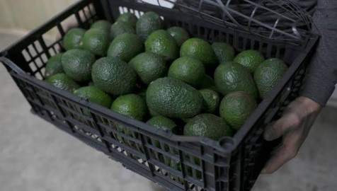 Escoltarán camiones de aguacate en Michoacán 