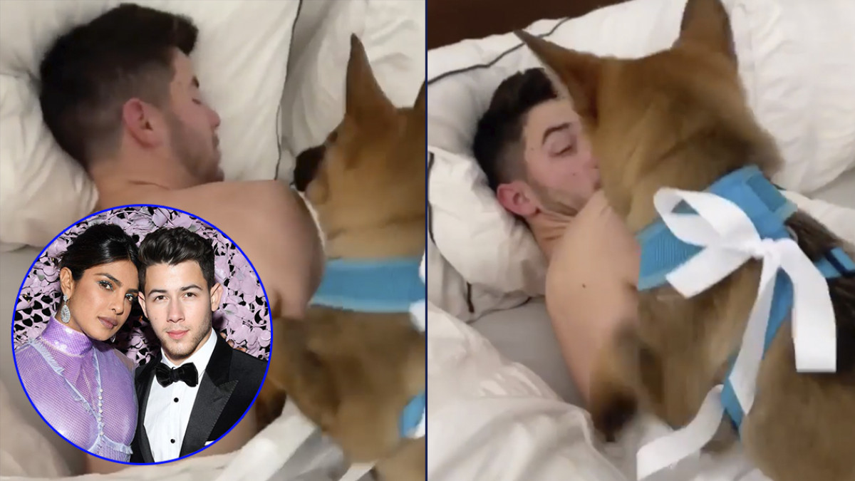 Priyanka Chopra sorprende a Nick Jonas con un nuevo integrante de la familia