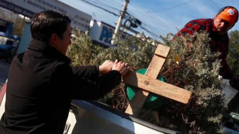 Prepara control ambiental colecta de pinos de navidad 