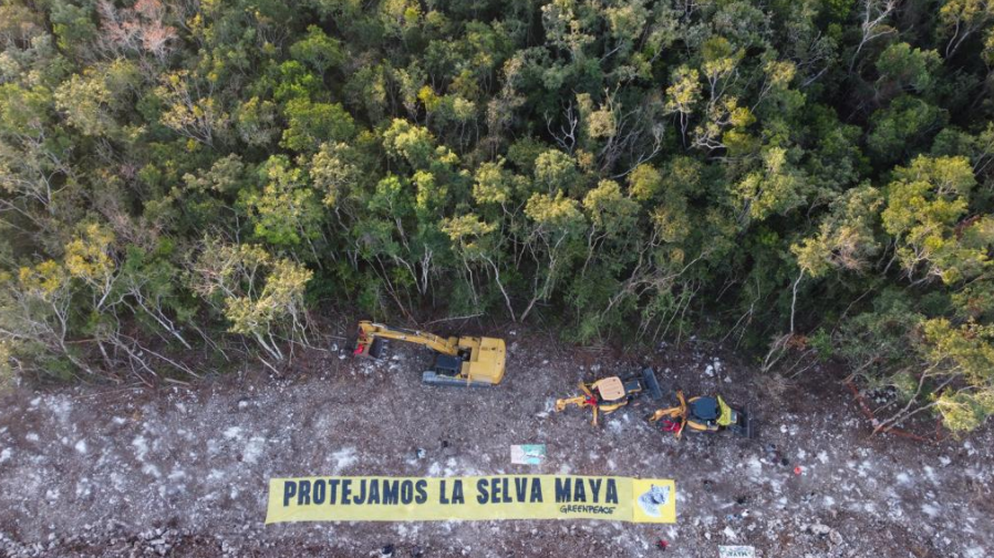 Pide GreenPeace México suspensión inmediata de construcción del tramo 5 del Tren Maya 