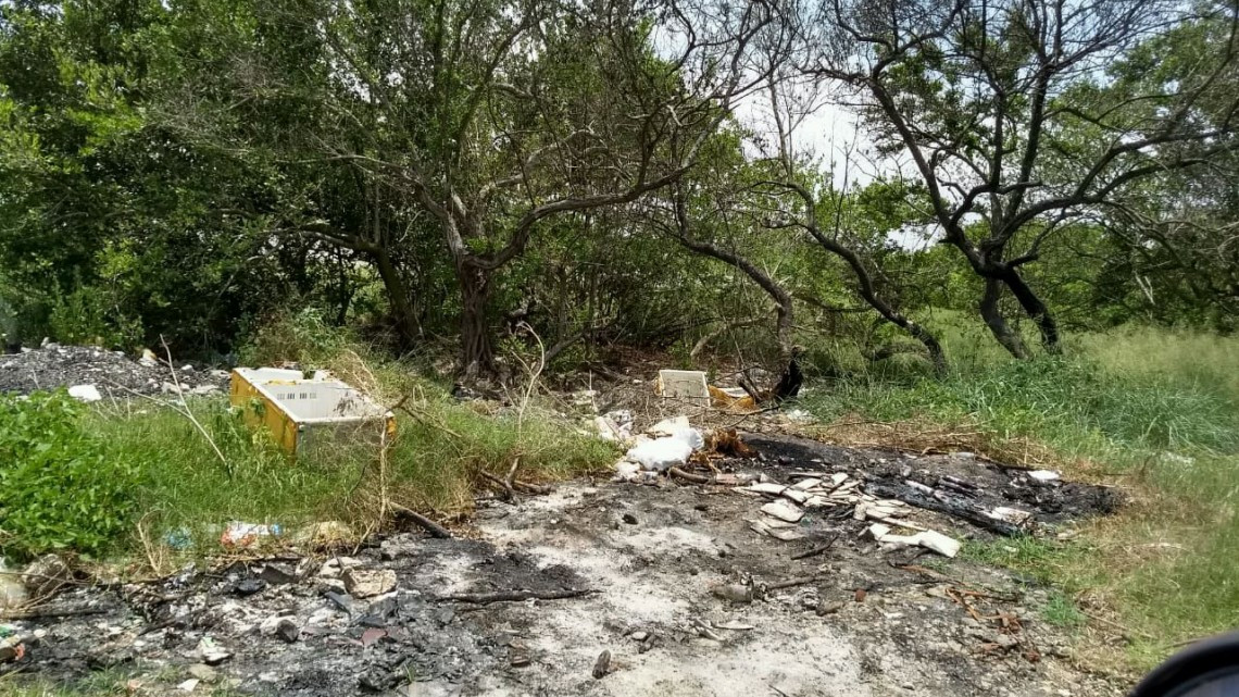 Detectan destrucción de mangle, especie que está sujeta a protección especial