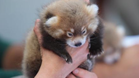 Nacen gemelos de panda rojo