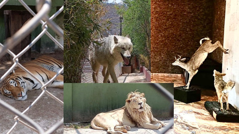 Rescatan 47 animales exóticos y detienen a 8 en residencia en Estado de México