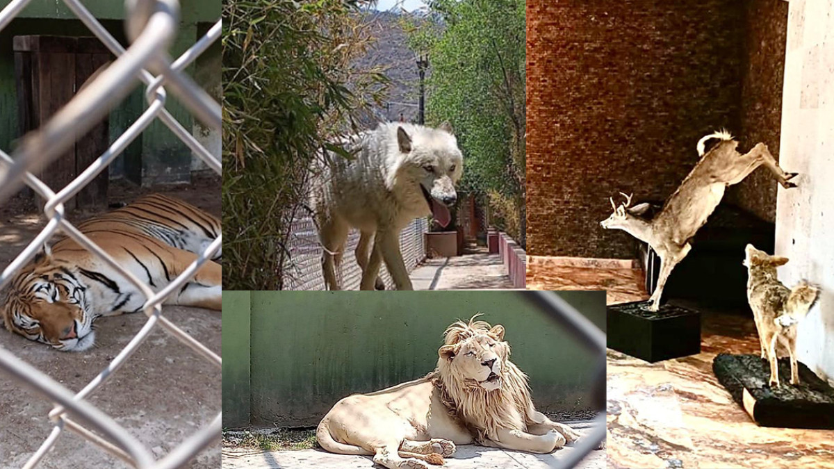 Rescatan 47 animales exóticos y detienen a 8 en residencia en Estado de México