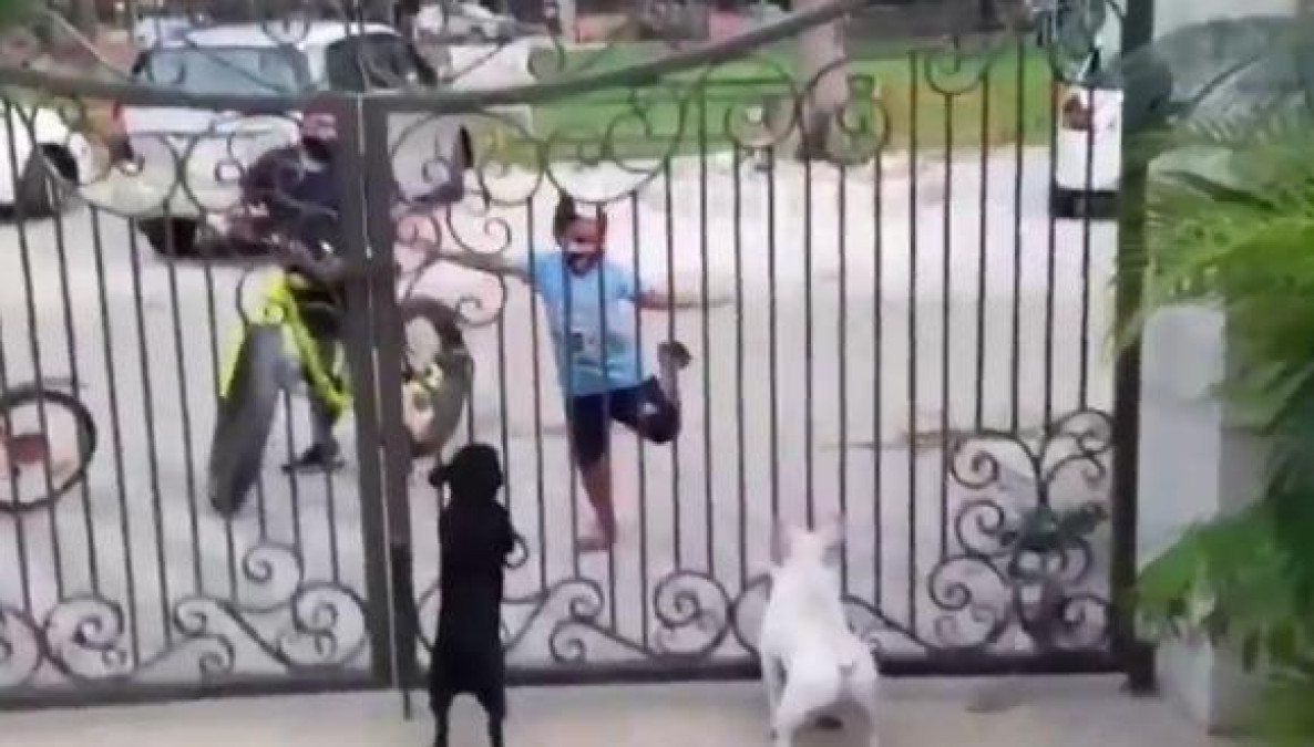 Niño danza frente a dos perros y su reacción enloquece a las redes sociales