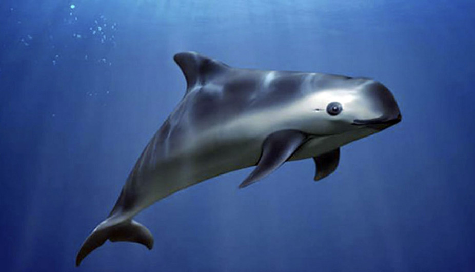 SEMAR busca evitar extinción de la vaquita marina 