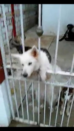 Abandonan a perros y se comen unos a los otros