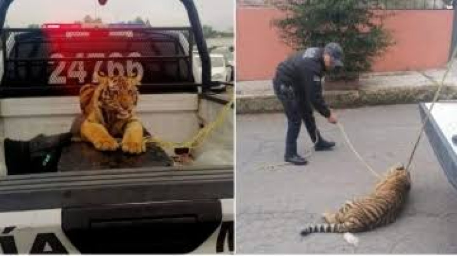 Avistan tigre de bengala suelto en Cuautitlán Izcalli