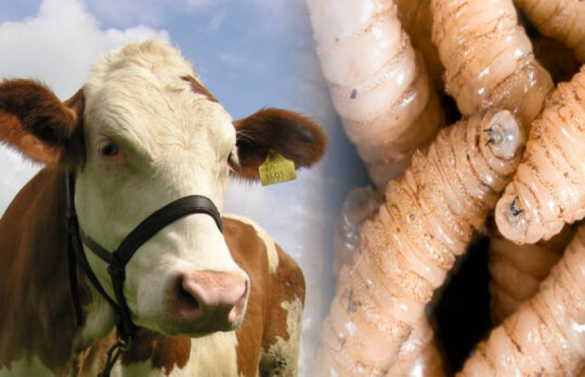 México refuerza medidas para controlar y erradicar el gusano barrenador del ganado