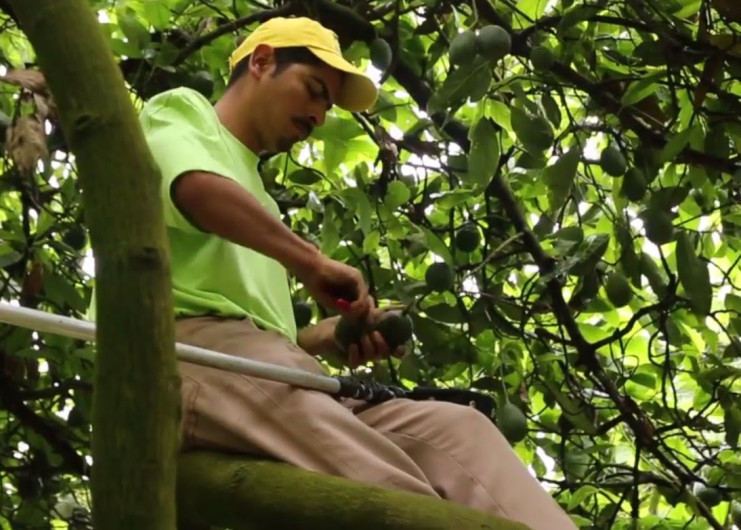 Ilegal que gobierno inspecciones terrenos forestales