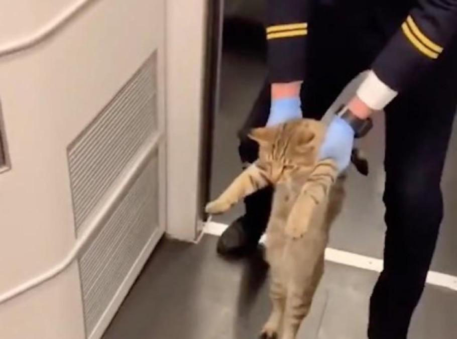 Retiran a un gato 'polizón' de un tren por viajar sin boleto