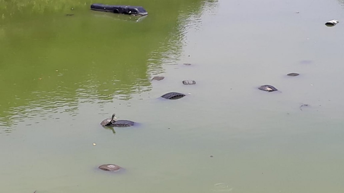 Se genera mortandad de peces en la Laguna “del conejo”