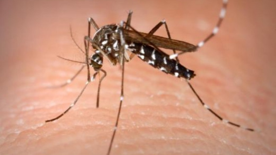 Trabaja Comisión de Salud en control del dengue