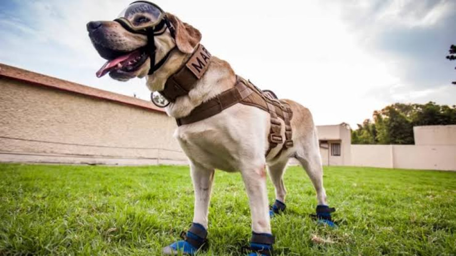 Fallece Frida, perrita rescatista de sismos