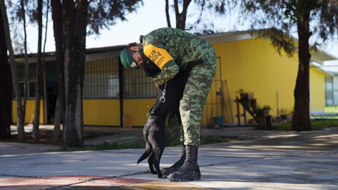 Perritos de refugio en Santa Lucía trabajarán para detectar drogas y COVID-19