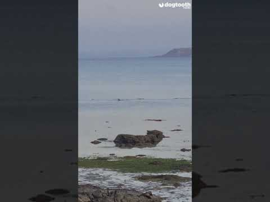 ¡Por poquito! Perro se salva de morir devorado por un cocodrilo 