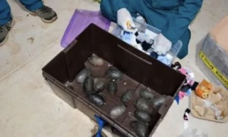 Tráfico de vida silvestre: aseguradas 774 tortugas en aeropuerto de Tijuana