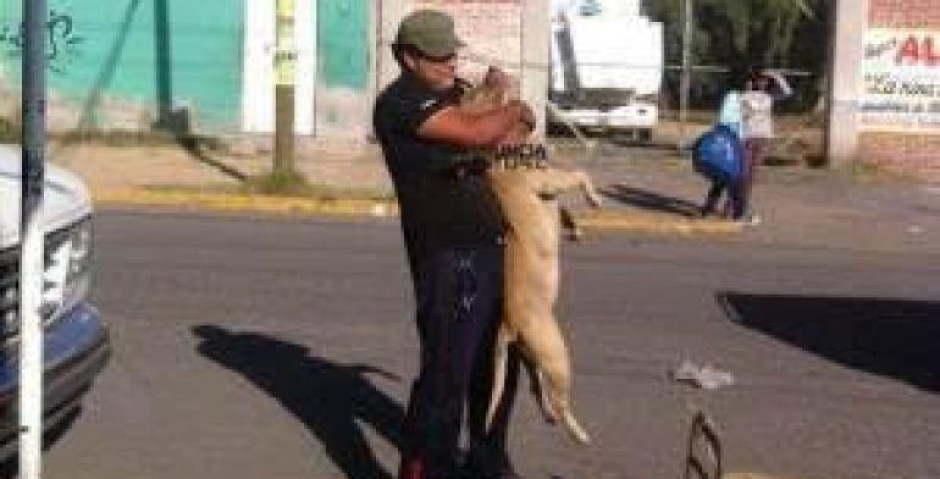 En el Edomex hombre ahorca a perro 
