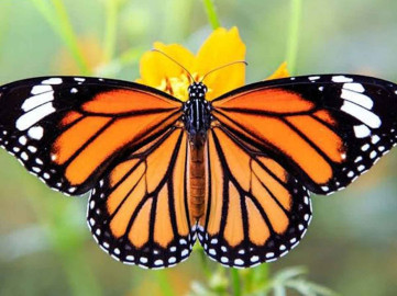 Se convoca a documentar los avistamientos de la mariposa Monarca 