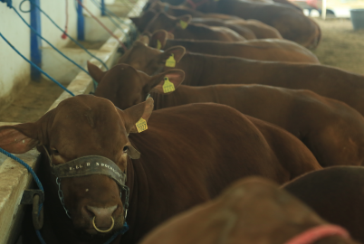 Muestra Tamaulipas lo mejor de su ganadería con subasta