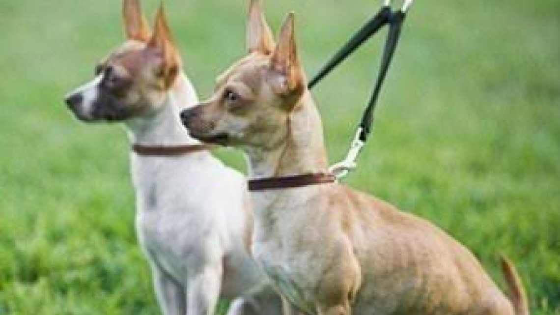 Roban mascotas para extorsionar a sus dueños