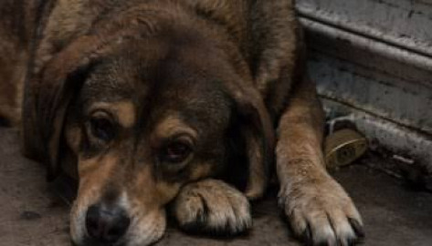 Rescatan a 100 perros en el Edomex; los iban a hacer tacos