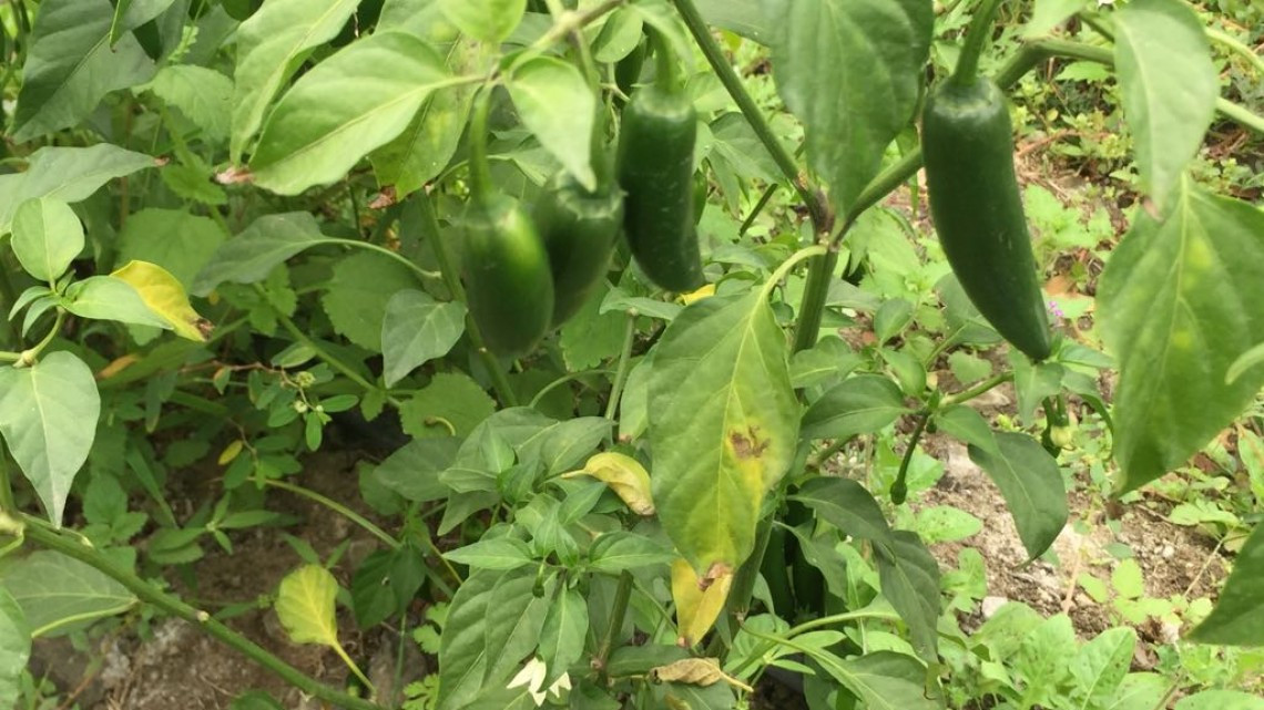 Inversionistas extranjeros interesados en la producción de hortalizas en Altamira.