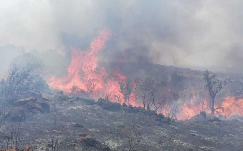 Incendios forestales arrasan en Tamaulipas, Jalisco y Morelos 