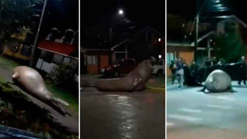 Elefante marino se pasea por las calles de Chile