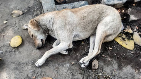 Aumenta abandono de mascota debido al COVID-19