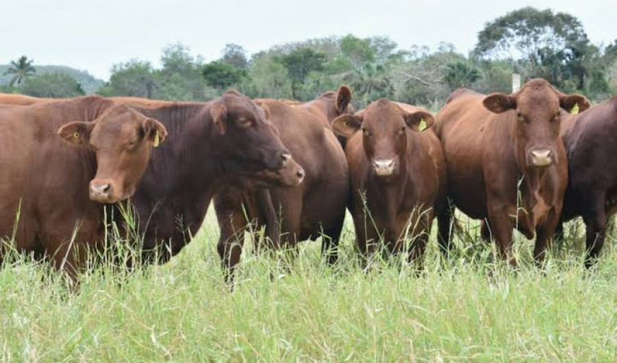 Disminuye exportación Ganadera en Tamaulipas